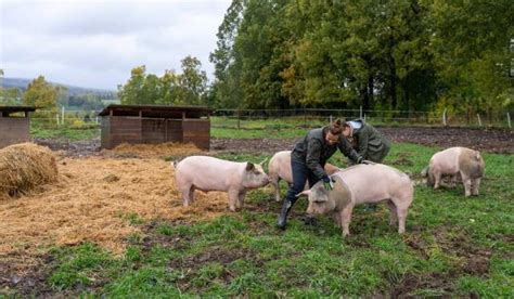  Het Zuivere Hemelmeer: Een Ontsnapping naar Spirituele Pracht en Onverwachte Dieren!